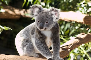 toniebox-codewort-koalabaer